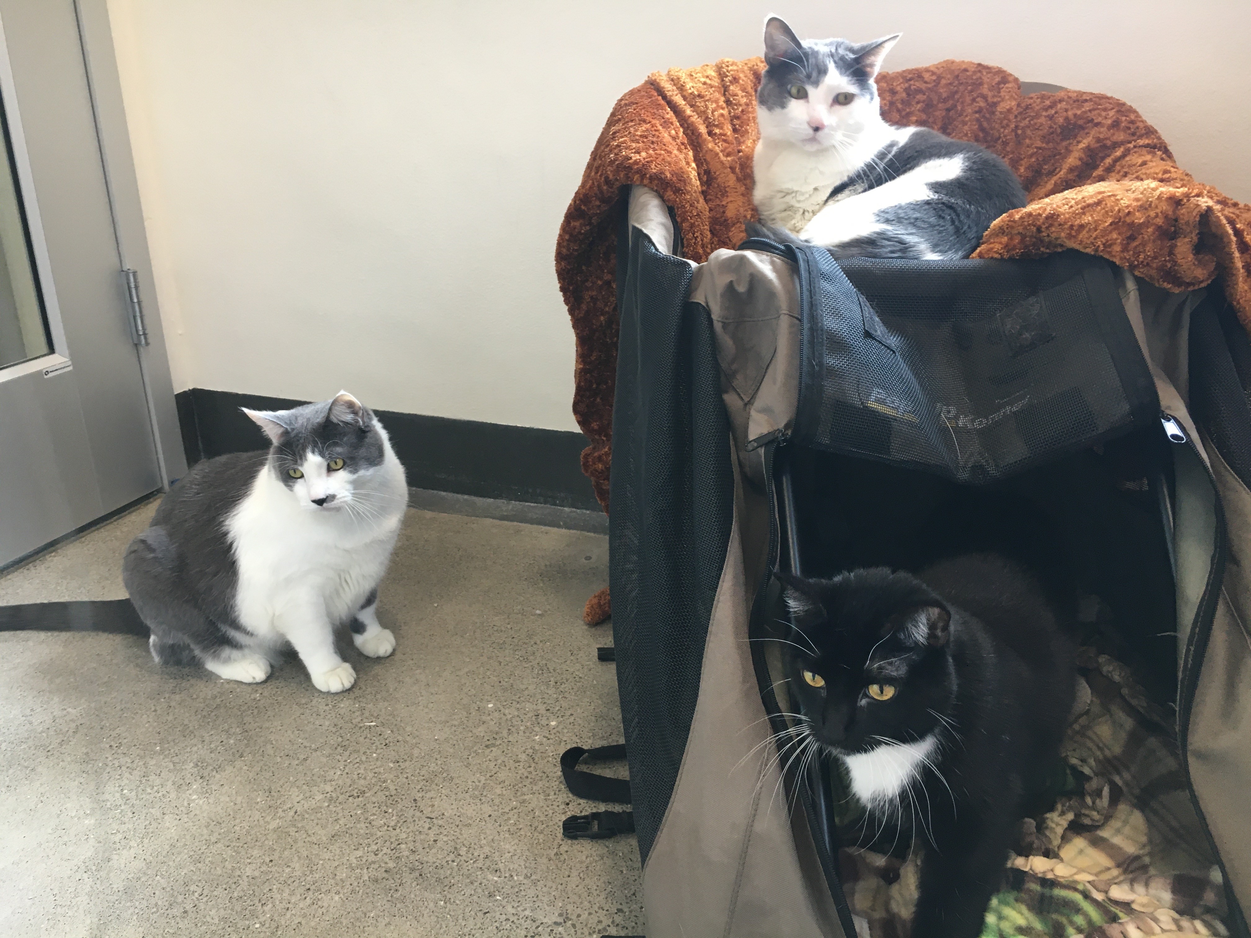 Cats - San Francisco SPCA