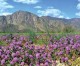 Journeys to See California’s Wildflower Super Bloom