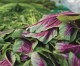 Specialty Produce for Celebrating Hmong New Year Specialty Produce for Celebrating Hmong New Year