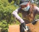 A Useful Yet Not Well-Known Tool: The Palm Nailer A Useful Yet Not Well-Known Tool: The Palm Nailer