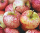 Heirloom Apples: A Taste of History Heirloom Apples: A Taste of History