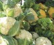 The Cauliflower Craze The Cauliflower Craze