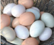 Farm Fresh Eggs in a Rainbow of Colors Farm Fresh Eggs in a Rainbow of Colors
