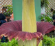 Stopping to Admire the Coffee and Scarlet the Corpse Flower Stopping to Admire the Coffee and Scarlet the Corpse Flower