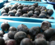 Blueberry Bonanza Blueberry Bonanza
