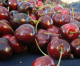 Cherries Have Arrived Right on Schedule! Cherries Have Arrived Right on Schedule!