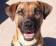 Try Fostering Cocoa Puff: A Chance for Love at Your Own Pace Try Fostering Cocoa Puff: A Chance for Love at Your Own Pace