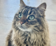 Meet Spritely: SF SPCA’s Most Talented Cat Is Ready for Her Big Break Meet Spritely: SF SPCA’s Most Talented Cat Is Ready for Her Big Break