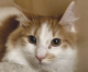 A Dynamic Feline Brother Pair of Orange and White Sweetness A Dynamic Feline Brother Pair of Orange and White Sweetness