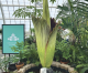 Chanel at San Francisco Conservatory of Flowers Produces Massive, Pungent Bloom Chanel at San Francisco Conservatory of Flowers Produces Massive, Pungent Bloom