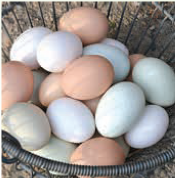 Farm Fresh Eggs in a Rainbow of Colors – San Francisco Bay Times